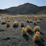 Tall Grass in a Valley in Front of a Mountain, Paso De Indios, Patagonia, Argentina Photographie par P. Jaccod