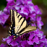 Tigertail Butterfly Photographic Print by Lawatha Wisehart