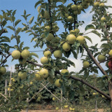 Crab Apples on a Tree (Malus Sylvestris) Photographic Print by A. Moreschi