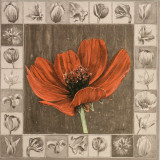 Cosmos Rouge Poster par Laurence David