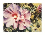 Mallow and Ladybirds Prints by Sandra Lawrence