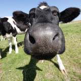 Atom Heart Mother Photographie par Ray O'Hara