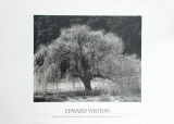 Willow Tree Affiche par Edward Weston