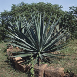 Sisal Hemp Plant Growing in a Park (Agave Sisalana) Photographic Print by A. Moreschi