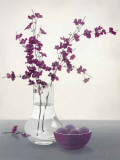 Royal Blossom II Pósters por Franz Heigl