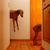 Disjointed Dog Photographie par Michael Dalby