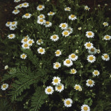 High Angle View of Roman Camomile Flowers (Anthemis Nobilis) Photographic Print by A. Moreschi