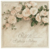 Rosa, Adelaide d' Orlean Pósters por Vincent Perriol