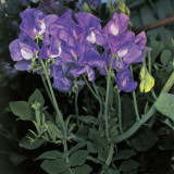 Close-Up of Sweetpea Flowers (Lathyrus Odoratus) Photographic Print by A. Moreschi