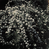 Close-Up of Lady Banks White Roses Photographic Print by A. Moreschi