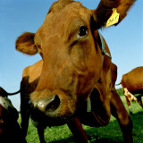 A Cow Photographie par Urban Joren