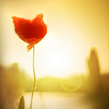 Single Poppy in the Sunset Photographic Print by Ilina S