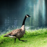 Goose Taking a Step Photographic Print by Ilina S