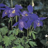 Close-Up of Colorado Blue Columbine Flowers (Aquilegia Caerulea) Photographic Print by A. Moreschi