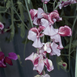 Close-Up of Sweetpea Flowers (Lathyrus Odoratus) Photographic Print by A. Moreschi