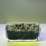 Wheatgrass Sprouts Photographic Print by Brad Wenner