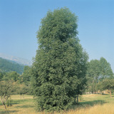 Flowering Ash Tree in a Field (Fraxinus Ornus) Photographic Print by A. Moreschi