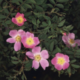 High Angle View of Apple Roses (Rosa Villosa) Photographic Print by A. Moreschi
