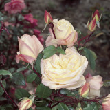 Close-Up of Safrano Roses Photographic Print by A. Moreschi