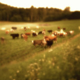 Cows in a Field in Sweden, Soft Focus Photographic Print by Urban Joren