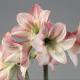 Close-Up of Flowers Photographic Print by A. Moreschi