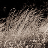 High Grass Straws Photographic Print by Urban Joren