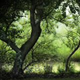 Trees in a Lush Green Park Photographie par Ilina S