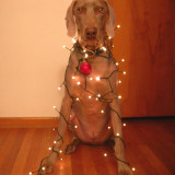 Decorating Gustav for Christmas Photographie par Michael Dalby