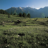 Wild Flowers on a Landscape, Orsiera-Rocciavre Nature Park, Chisone Valley, Torino Province Photographie par P. Jaccod