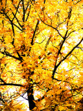 Yellow Tree in Autumn Fotografisk trykk av Abbie Brown Yellow Tree in Autumn Fotografisk trykk av Abbie Brown