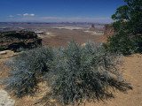 Desert Vegetation Growing on Rocks, Eastern Utah, Utah, Usa Photographic Print by Alex Adams
