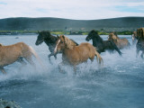 A Group of Icelandic Horses Running across a River Photographic Print by Anna Fjola Gisladottir
