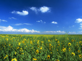 Field of Sunflowers, Western Texas, Texas, Usa Photographic Print by Alex Adams