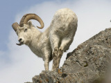 Alaska, Anchorage, Precarious Perch: 50,000 Dall Sheep Call Alaska Home Photographic Print by Bill Roth