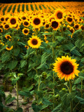 Field of Sunflowers Photographic Print by Abbie Brown