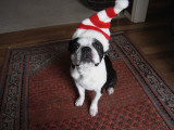 Merry Christmas Dog Photographic Print by Cj Rachford