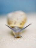 Snail Photographic Print by Christina Gandolfo