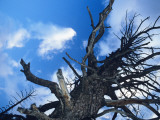Barren Tree, Canyonlands National Park, Utah, Usa Photographie par Alex Adams