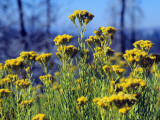 Close Up of Yellow Wild Flowers, Yosemite National Park, California, Usa Photographic Print by Alex Adams