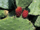 Close-Up of a Cactus Plant (Opuntia Ficus-Indica) Photographic Print by R. Carnovalini
