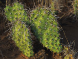 Close Up of Cactus, Arches National Park, Utah, Usa Photographie par Alex Adams