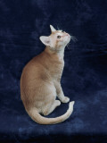 Close-Up of a Ceylon Cat Photographie par D. Robotti