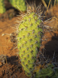 Close Up of Cactus, Arches National Park, Utah, Usa Photographic Print by Alex Adams