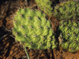 Close Up of Cactus, Arches National Park, Utah, Usa Photographie par Alex Adams