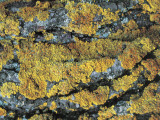 Close-Up of a Rock Covered with Lichen Photographic Print by R. Carnovalini