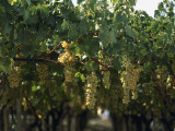 Close-Up of Bunches of Grapes in a Vineyard, Canosa Di Puglia, Bari, Puglia, Italy Photographic Print by R. Carnovalini