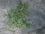Close-Up of a Plant on a Rock Photographic Print by M. Giovanoli