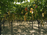 Grape Plants in a Vineyard, Canosa Di Puglia, Bari, Puglia, Italy Photographic Print by R. Carnovalini