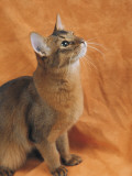 Close-Up of a Somali Cat Photographie par D. Robotti