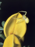 Close-Up of a Crab Spider (Misumena Vatia) Photographic Print by Christian Ricci